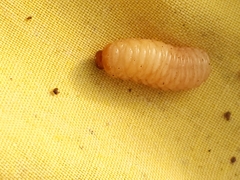 Curculio caryae