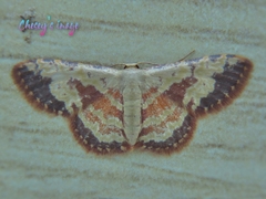 Idaea vacillata