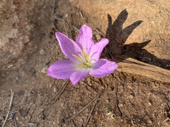 Colchicum filifolium