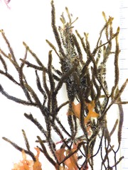 Cladostephus hirsutus