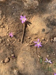 Colchicum filifolium