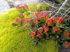 Castilleja tolucensis