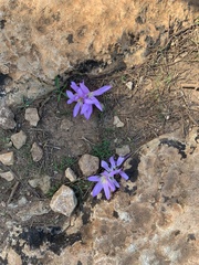 Colchicum filifolium