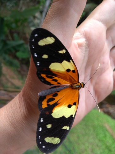 Melinaea ludovica
