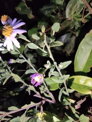 Aster tataricus