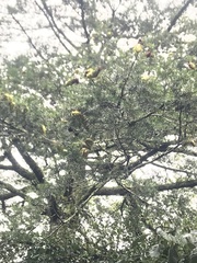 Pseudotsuga wilsoniana