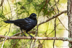 Corvus palmarum palmarum