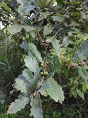 Quercus fabri