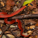 Red Coffee Snake - Photo (c) Pedro E. Nahuat-Cervera, some rights reserved (CC BY-NC), uploaded by Pedro E. Nahuat-Cervera