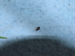 Coenosia atra