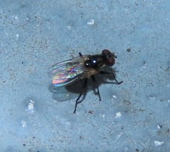 Coenosia atra