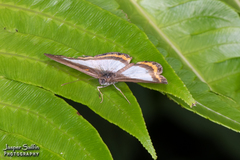 Nymphidium carmentis