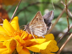 Anagrapha