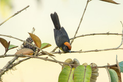 Atlapetes melanolaemus