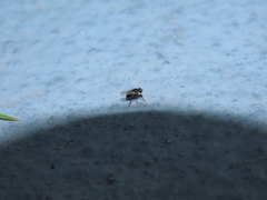 Coenosia atra