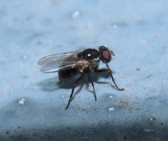 Coenosia atra