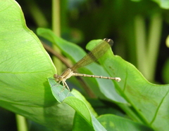Argia rhoadsi
