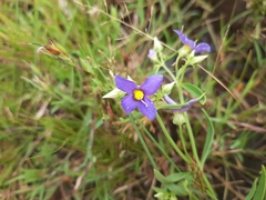 Exacum pedunculatum