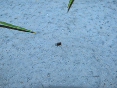 Coenosia atra