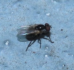 Coenosia atra