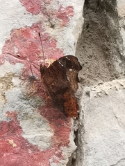 Hypanartia