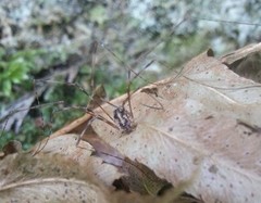 Leptobunus parvulus