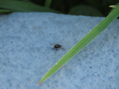 Coenosia atra