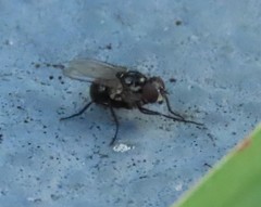 Coenosia atra