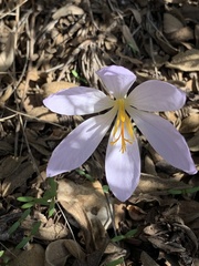 Crocus serotinus