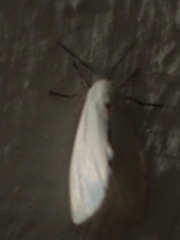 Pygarctia roseicapitis