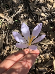 Crocus serotinus