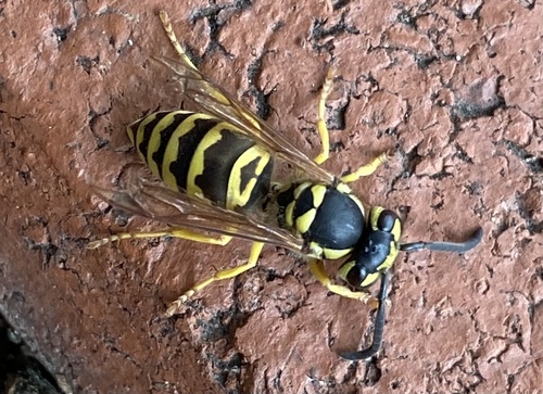 Eastern Yellowjacket, photo 4 of 8