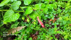 Centropogon cordifolius