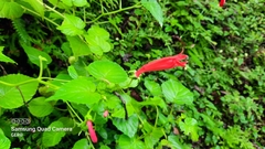 Centropogon cordifolius