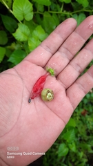 Centropogon cordifolius