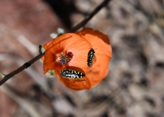 Acmaeodera solitaria