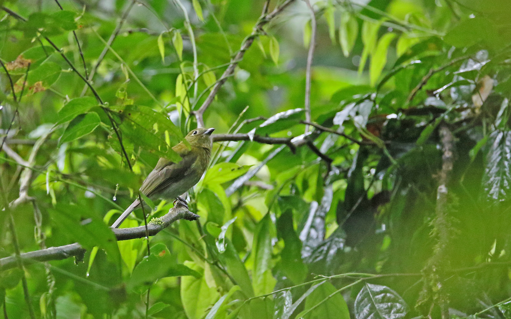 Grey-tailed Piha (Snowornis subalaris), photo 3