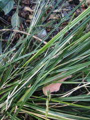Carex brunnea