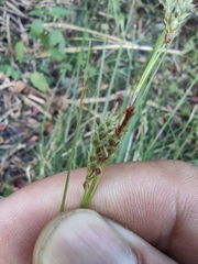 Carex brunnea
