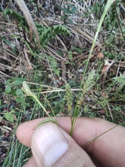 Carex brunnea