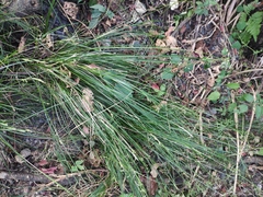Carex brunnea