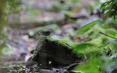 Conopophaga castaneiceps
