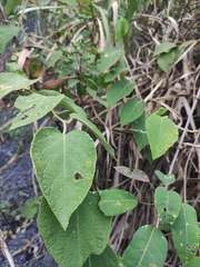 Actinidia eriantha