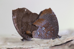 Godartiana muscosa