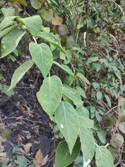 Actinidia eriantha