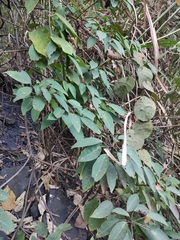 Triadica cochinchinensis