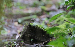 Conopophaga castaneiceps
