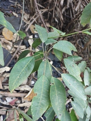 Triadica cochinchinensis