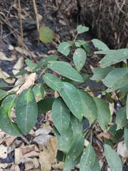 Triadica cochinchinensis