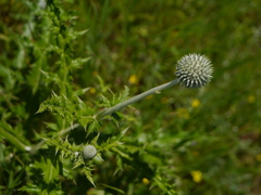 Echinops sahyadricus